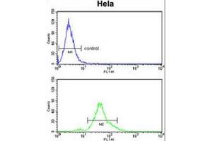 ACP1 Antibody (N-term) flow cytometry analysis of Hela cells (bottom histogram) compared to a negative control cell (top histogram).