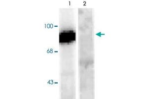 Western blot of rat hippocampal lysate stimulated with forskolin showing specific immunolabeling of the ~95k Dynamin phosphorylated at Ser778 (Control, lane 1).