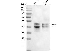 Western blot analysis of CD79A using anti-CD79A antibody (ABIN3043921). (CD79a Antikörper  (AA 121-226))