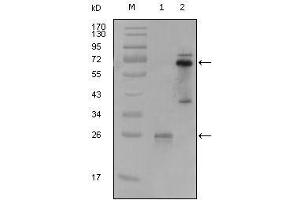 Western blot analysis using SYK mouse mAb against truncated SYK-His recombinant protein (1) and PMA induced THP-1 cell lysate (2).