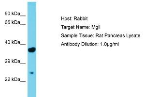 Host: Rabbit Target Name: Mgll Sample Type: Rat Pancreas lysates Antibody Dilution: 1. (MGLL Antikörper  (Middle Region))