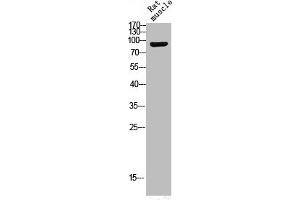 Western Blot analysis of RAT-MUSCLE cells using Phospho-Trk B (Y516) Polyclonal Antibody (TRKB Antikörper  (pTyr516))