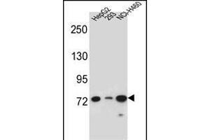LNX2 Antibody (C-term) (ABIN656995 and ABIN2846175) western blot analysis in HepG2,293,NCI- cell line lysates (35 μg/lane). (LNX2 Antikörper  (C-Term))