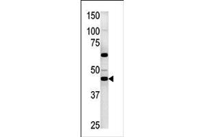 Western blot analysis of anti-PGK2 in HepG2 cell line lysate (35ug/lane). (PGK2 Antikörper  (C-Term))