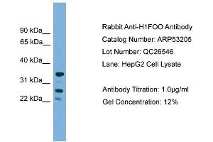 WB Suggested Anti-H1FOO  Antibody Titration: 0. (H1FOO Antikörper  (Middle Region))