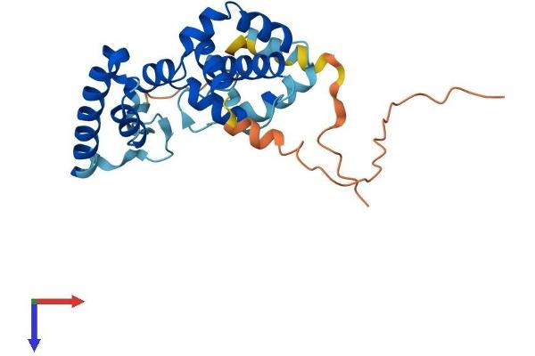 TBC1D26 Protein (AA 1-250) (His tag)