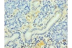 Immunohistochemistry of paraffin-embedded human pancreatic tissue using ABIN7163625 at dilution of 1:100