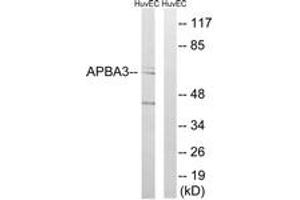 Western Blotting (WB) image for anti-Amyloid beta (A4) Precursor Protein-Binding, Family A, Member 3 (APBA3) (AA 361-410) antibody (ABIN2890114) (APBA3 Antikörper  (AA 361-410))
