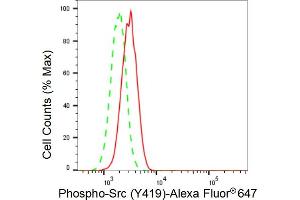 Flow cytometric analysis of Phospho-Src (Y419) expression in H9c2 cells using Phospho-Src (Y419) antibody (ABIN7800050), 1:2,000). (Rekombinanter Src Antikörper  (pTyr419))