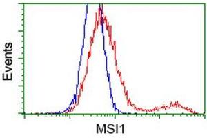 HEK293T cells transfected with either RC215992 overexpress plasmid (Red) or empty vector control plasmid (Blue) were immunostained by anti-MSI1 antibody (ABIN2454101), and then analyzed by flow cytometry. (MSI1 Antikörper)