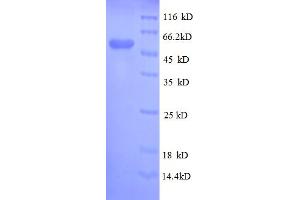 SDS-PAGE (SDS) image for Glutathione S-Transferase pi 1 (GSTP1) (AA 2-210) protein (GST tag) (ABIN5712724) (GSTP1 Protein (AA 2-210) (GST tag))