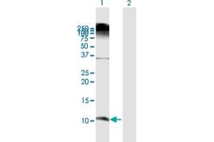 Western Blot analysis of DEFB103A expression in transfected 293T cell line by DEFB103A MaxPab polyclonal antibody.