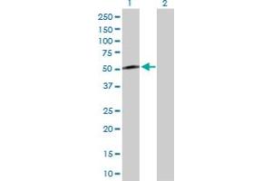 Western Blot analysis of KLF8 expression in transfected 293T cell line by KLF8 MaxPab polyclonal antibody.