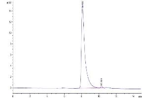 The purity of Human IGSF11 is greater than 95 % as determined by SEC-HPLC.