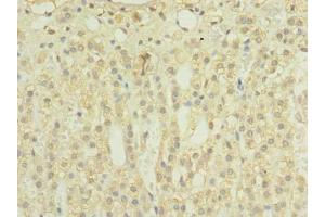 Immunohistochemistry of paraffin-embedded human adrenal gland tissue using ABIN7159908 at dilution of 1:100 (TIMM8B Antikörper  (AA 33-83))