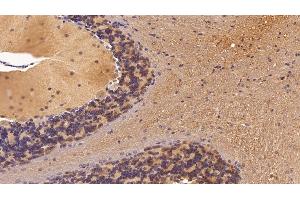 Detection of NSE in Mouse Cerebellum Tissue using Polyclonal Antibody to Enolase, Neuron Specific (NSE) (ENO2/NSE Antikörper  (AA 2-434))