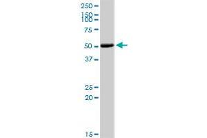 Western Blotting (WB) image for anti-Collagen, Type IX, alpha 3 (COL9A3) (AA 1-684) antibody (ABIN514520)