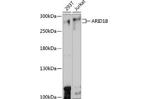 Western blot analysis of extracts of various cell lines, using B antibody (ABIN7265702) at 1:1000 dilution. (ARID1B Antikörper  (AA 400-650))
