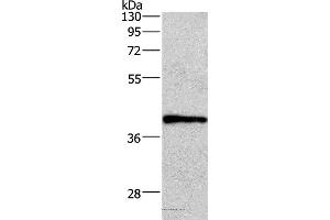 Western blot analysis of A549 cell, using WNT3A Polyclonal Antibody at dilution of 1:400 (WNT3A Antikörper)