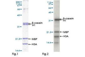 JNK2 Protein (AA 1-424) (GST tag)