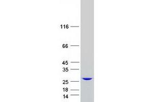 Validation with Western Blot (HEBP1 Protein (Myc-DYKDDDDK Tag))