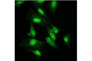 Immunofluorescence (IF) image for anti-K(lysine) Acetyltransferase 2A (KAT2A) (AA 411-837) antibody (ABIN487349) (KAT2A Antikörper  (AA 411-837))