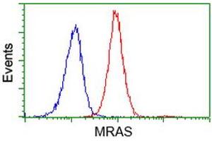 Flow cytometric Analysis of Jurkat cells, using anti-MRAS antibody (ABIN2454547), (Red), compared to a nonspecific negative control antibody, (Blue). (MRAS Antikörper)
