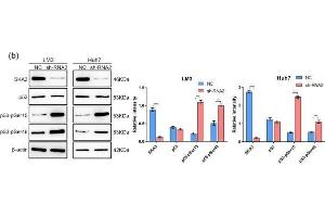 Depletion of SKA3 promotes apoptosis in HCC cells. (SKA3 Antikörper  (AA 201-300))