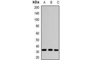 Western blot analysis of SPDSY expression in HepG2 (A), mouse stomach (B), rat liver (C) whole cell lysates. (Spermidine Synthase Antikörper)