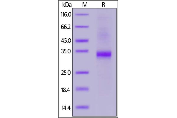 SLAMF8 Protein (AA 23-233) (His tag,AVI tag,Biotin)
