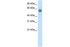 GRHL3 antibody used at 0.