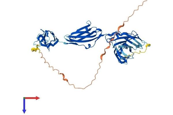 MYBPH Protein (AA 1-483) (His tag)