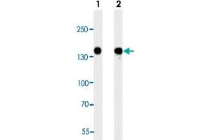 Western blot analysis of Lane 1: 293 cell line lysates Lane 2: A549 cell line lysates reacted with FLT4 monoclonal antibody  at 1:2000 dilution.