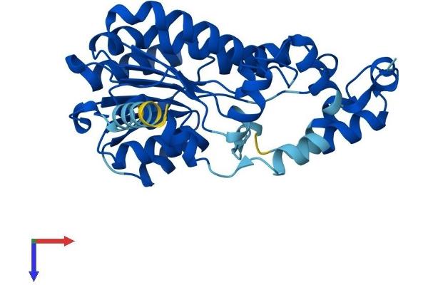 SDR9C7 Protein (AA 1-313) (His tag)