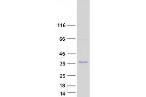 Validation with Western Blot (KRTAP27-1 Protein (Myc-DYKDDDDK Tag))