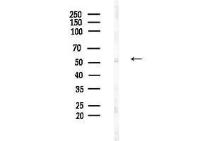 anti-Mitogen-Activated Protein Kinase Kinase Kinase 8 (MAP3K8) (pSer443) antibody