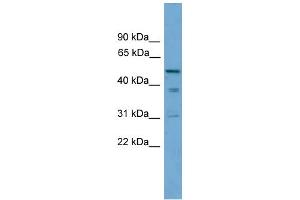 WB Suggested Anti-TINAG Antibody Titration: 0. (TINAG Antikörper  (Middle Region))