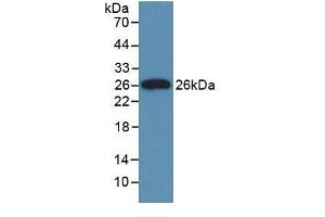 Detection of Recombinant CLU, Rat using Monoclonal Antibody to Clusterin (CLU) (Clusterin Antikörper  (AA 227-447))