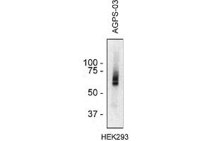Western blotting analysis of AGPS in HEK293 cell lysate using monoclonal antibody AGPS-03 . (AGPS Antikörper  (AA 158-384))