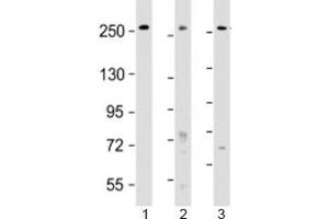 Western blot testing of human 1) HeLa, 2) HT-29 and 3) WiDr cell lysate with PCNXL2 antibody at 1:2000. (PCNXL2 Antikörper  (AA 467-499))