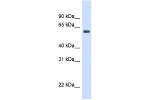 Catalase antibody used at 1 ug/ml to detect target protein.