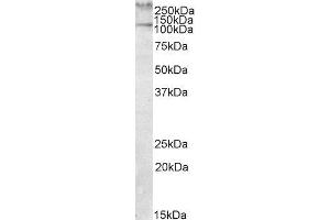 ABIN2560292 (1µg/ml) staining of Human Peripheral Mononucleocytes lysate (35µg protein in RIPA buffer). (TLN1 Antikörper  (Internal Region))