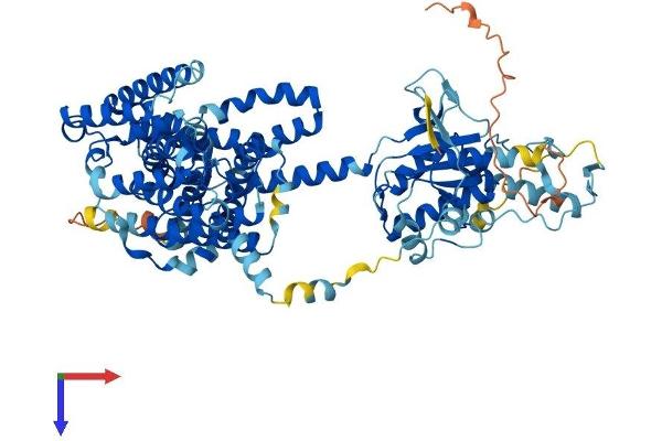 SLC26A3 Protein (AA 1-764) (His tag)
