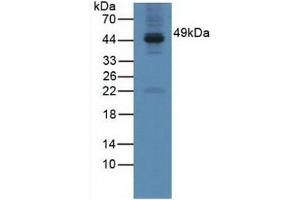Figure. (GAL3ST1 Antikörper  (AA 57-196))
