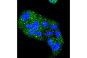 HeLa cells were stained with Cytokeratin 4 (2F9) Monoclonal Antibody  at [1:200] incubated overnight at 4C, followed by secondary antibody incubation, DAPI staining of the nuclei and detection.