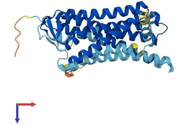 OR11A1 Protein (AA 1-315) (His tag)