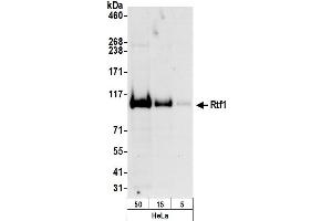 Western Blotting (WB) image for anti-RNA polymerase-associated protein RTF1 homolog (RTF1) (AA 620-670) antibody (ABIN7451603)
