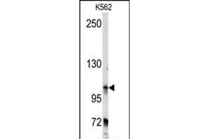 Western blot analysis of anti-BICD2 Antibody (C-term) (ABIN392178 and ABIN2841891) in K562 cell line lysates (35 μg/lane). (BICD2 Antikörper  (C-Term))