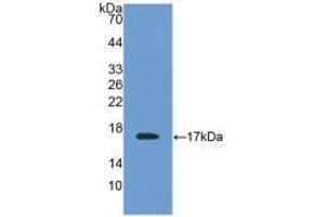 Western blot analysis of recombinant Mouse TTR.