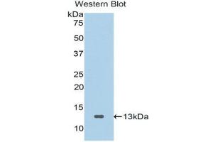 Western Blotting (WB) image for anti-Secreted Frizzled-Related Protein 4 (SFRP4) (AA 265-346) antibody (ABIN1176502)